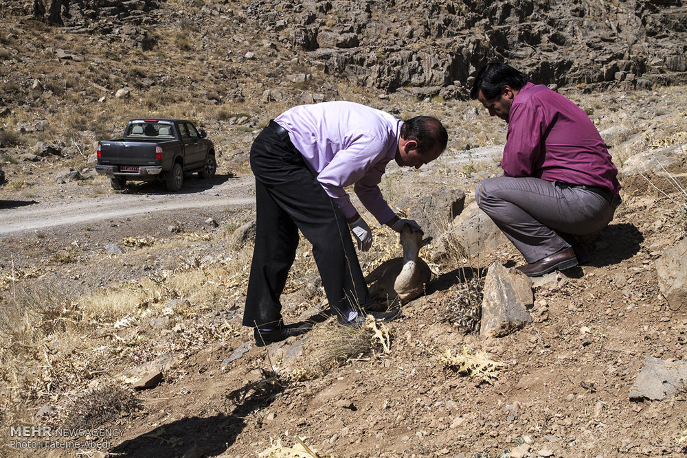 تب طاعون نشخوارکنندگان در البرز فروکش کرد