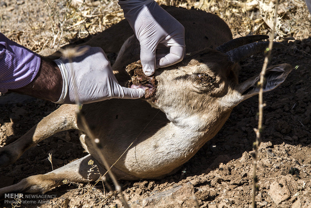 تب طاعون نشخوارکنندگان در البرز فروکش کرد