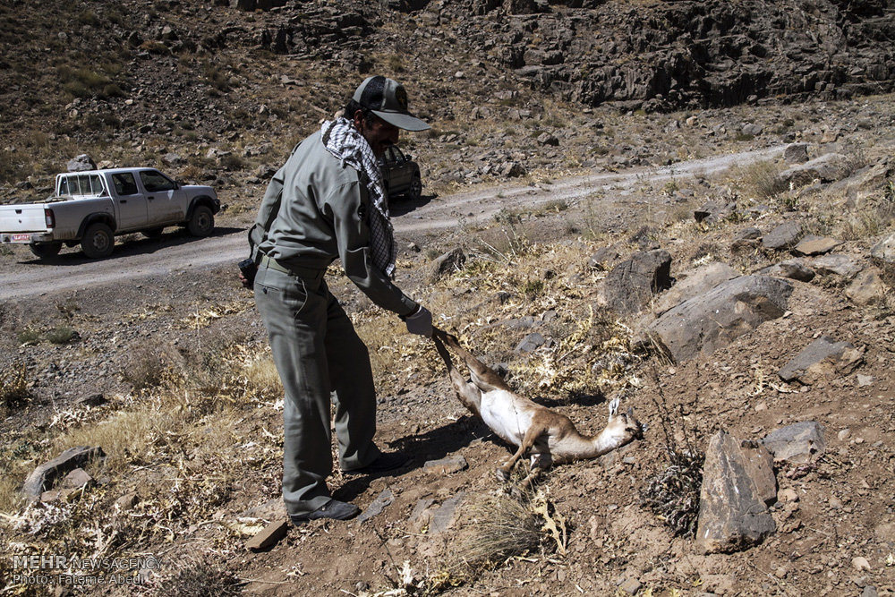 تب طاعون نشخوارکنندگان در البرز فروکش کرد