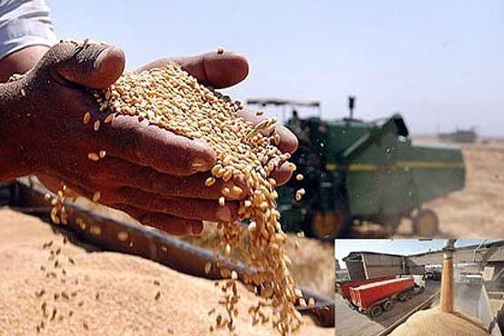 گندم،خريد،تن،كشاورزان،خريداري،مراكز
