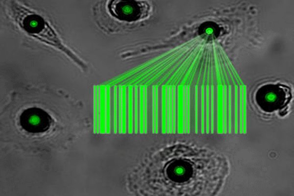 رصد لحظه ای سلولها با لیزری که بلعیده می شود