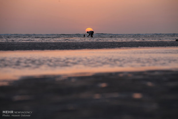 Bushehr Beach