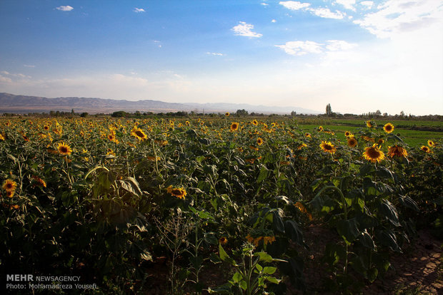 گل های آفتاب گردان