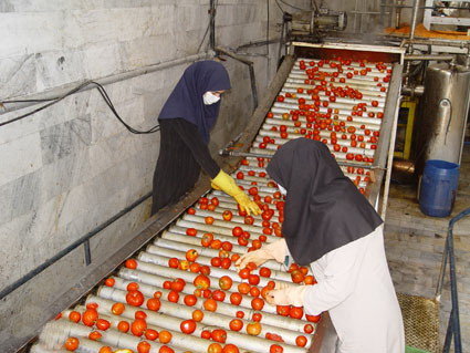 برنج و گندم نان صنعت فارس را آجر کردند/ رویایی به اسم فرآوری