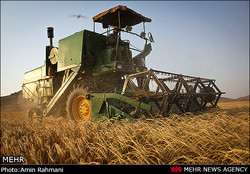 کاهش ۲۰ درصدی خرید گندم در استان کرمانشاه نسبت به سال گذشته