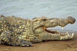 بھارت میں 15 سالہ لڑکے کو مگر مچھ نگل گیا