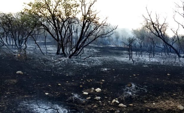 سرخی آتش بر تن بلوط های کوه «خامین» / سنگ بالش زیر سر نیروها شد