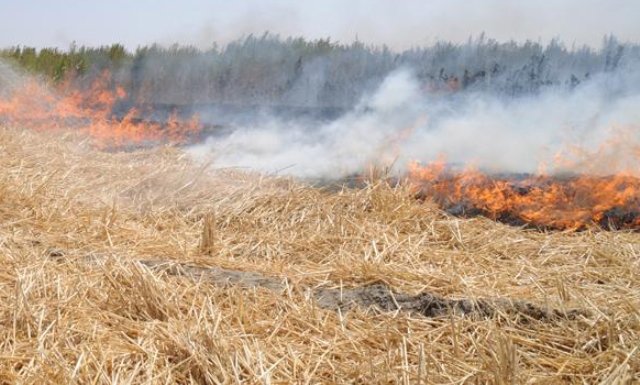 هشدار نسبت به سوزاندن بقایای محصولات کشاورزی در دزفول