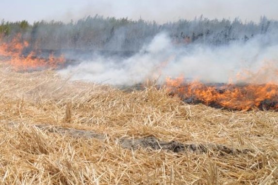 کشاورزان استان بوشهر از سوزاندن بقایای کشت گندم خودداری کنند