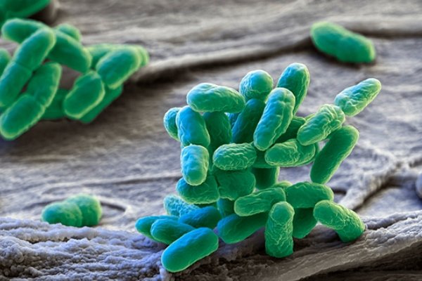 جنس جدید میکروبی برای تولید آنتی بیوتیک کشف شد