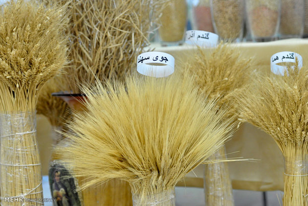 عملکرد کمی حرف اول را در کشت گندم ایران میزند