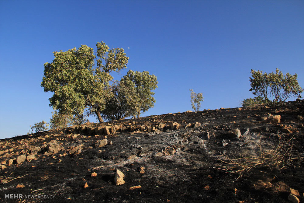 مهار آتش‌سوزی در جنگل‌های نمین/جنگلبان منطقه مصدوم شد