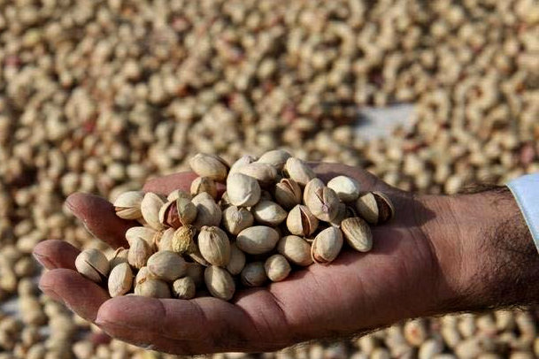 Iran produces canned pistachio with herbal preservatives