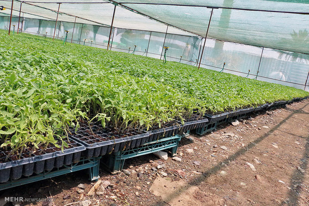 کاهش صادرات محصولات کشاورزی اصفهان