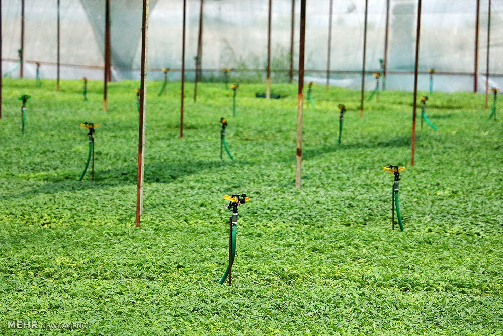 قطع دست دلالان در گیلان با اجرای «کشاورزی قراردادی»