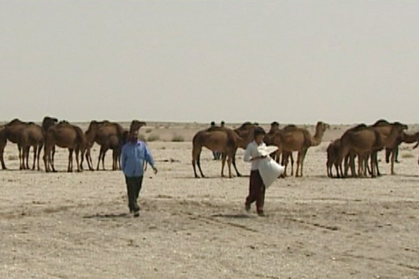 شتر؛ ثروتی بزرگ در دل کویر سیستان و بلوچستان