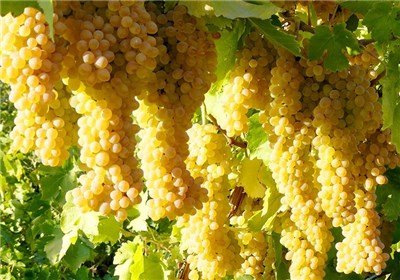 ۷۴ هزار تن انگور کشمشی در خراسان شمالی تولید می شود
