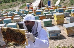 تهدید تغییر ژنوتیپ زنبورهای عسل در مازندران