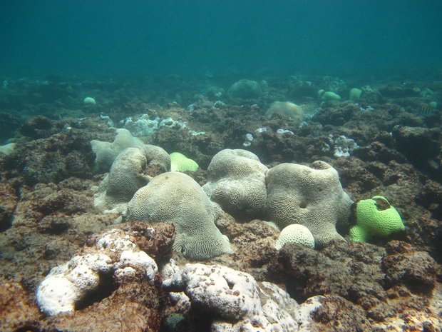 بررسی علت سفید شدن مرجانهای خلیج‌فارس/محیط بان دنا در انتظار بخشش