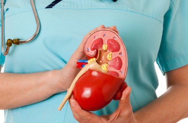 Treating kidney patients with stem cells enters clinical phase