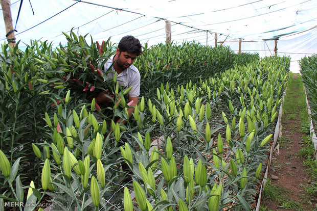 ایجاد۱۴هزار شغل در گلخانه‌های یزد/درآمدزایی ۳۵۰میلیاردی گلخانه‌ها