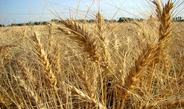 افزایش محصول گندم در مناطق خشک تا ۶ برابر/ کمبود نداریم