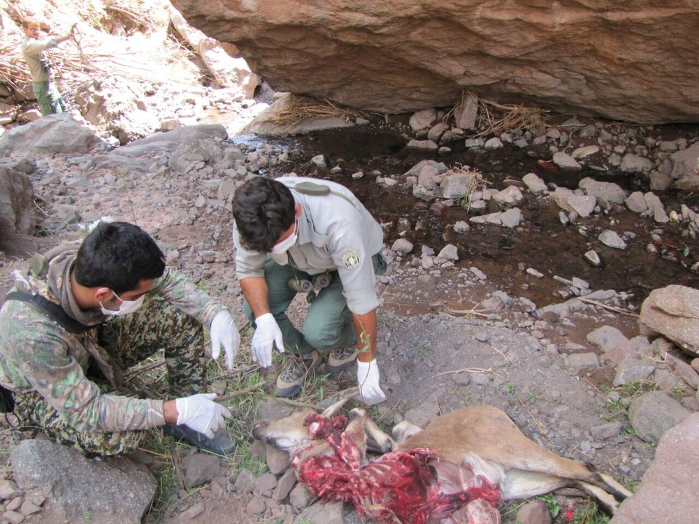 تب طاعون نشخوارکنندگان در البرز فروکش کرد