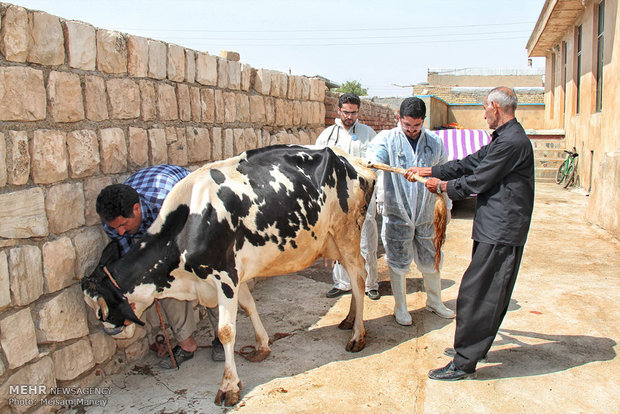 آغاز کشتار گاوهای شیری در کشور