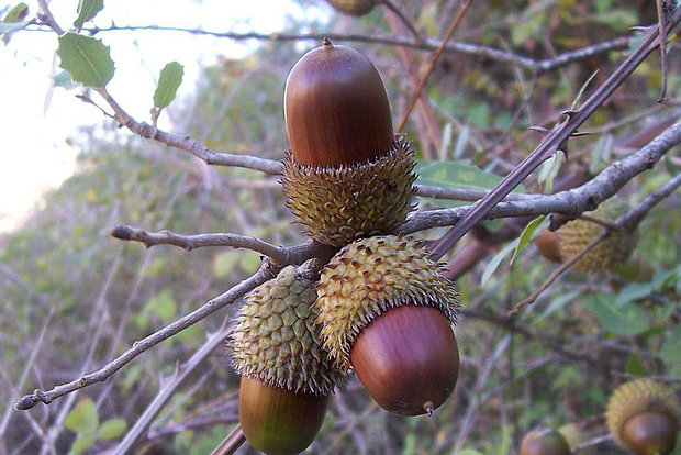 بانک ایران زمین در ایلام بلوط کاشت 1 Related image