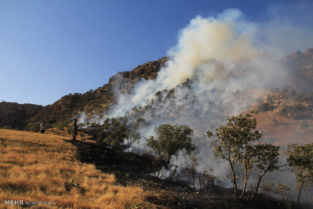 Rumeshkhan steppe forest catches fire 