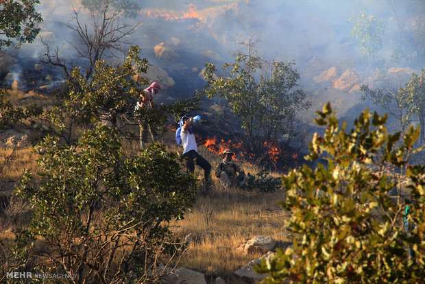 Rumeshkhan steppe forest catches fire 
