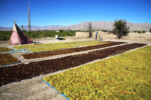 جمع آوری انگور کشمشی در روستای تیتکانلو استان خراسان شمالی