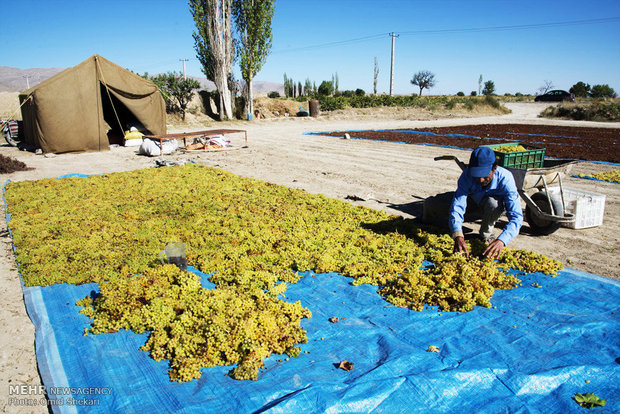 جمع آوری انگور کشمشی در روستای تیتکانلو استان خراسان شمالی