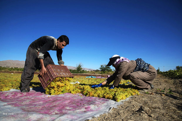 جمع آوری انگور کشمشی در روستای تیتکانلو استان خراسان شمالی