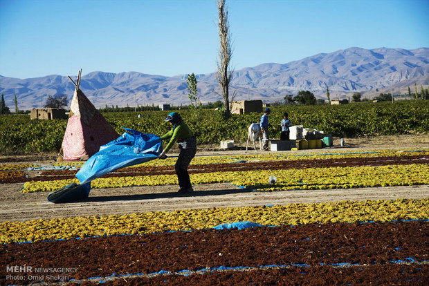 جمع آوری انگور کشمشی در روستای تیتکانلو استان خراسان شمالی