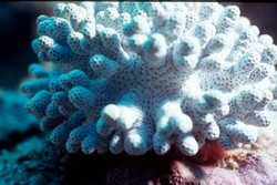 کار جابه‌جایی مرجان‌ها در کیش رشد خوبی داشته است