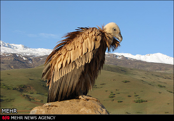 Endangered vulture treated, returned to nature