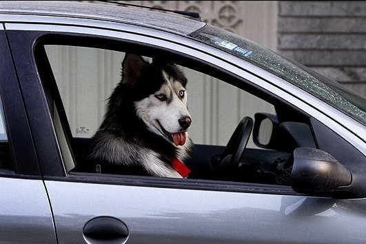 سگهای ولگرد پدیده ناخوشایند شهری/خراسان شمالی درصدر حیوان گزیدگی