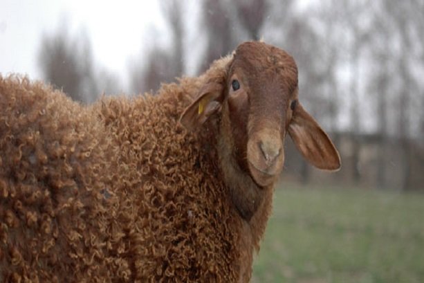Birth anniversary of Royana; Iran’s 1st cloned sheep