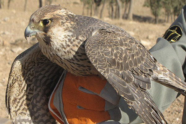 ۷ بهله پرنده شکاری در زیستگاه طبیعی پیشوا رهاسازی شده است