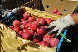 ۲۰۰۰ کامیون سیب در گمرکات کشور دپو شد/لغو محدودیت صادرات سیب