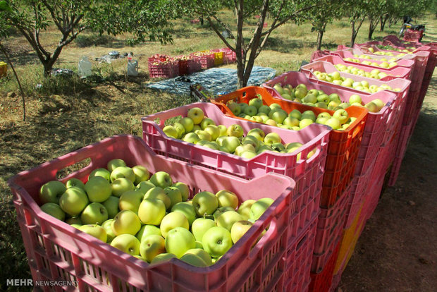 تولید ۱۴۰ هزار تن سیب پاییزی با ارقام متنوع در مشگین‌شهر