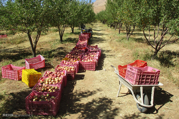 پیش‌بینی برداشت حدود ۱۷۵ هزار تن سیب پاییزه از باغات منطقه دماوند