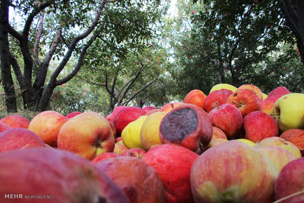 خرید سیب صنعتی از باغداران شهرستان دنا آغاز شد