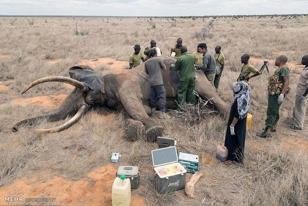 نجات فیل زخمی از مرگ