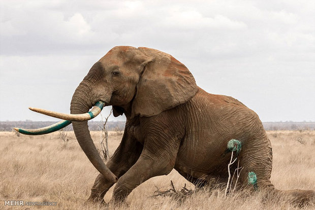 نجات فیل زخمی از مرگ