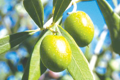 هشدار درباره قاچاق گسترده روغن زیتون/ روغن «پومیس» خوراکی نیست