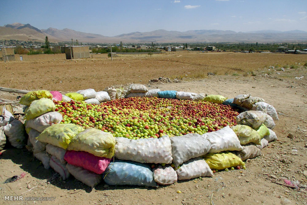 بازار سیب صنعتی آذربایجان غربی ساماندهی شود؛ خرید ۴۰ هزار تن محصول