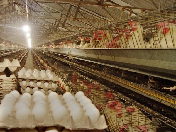 ۳ میلیون مرغ پیر حذف شد/ کاهش ۵۰۰ تومانی قیمت تخم مرغ