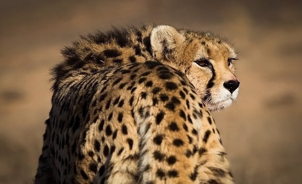 Asiatic Cheetah on Iran kit in Iran-Japan friendly match